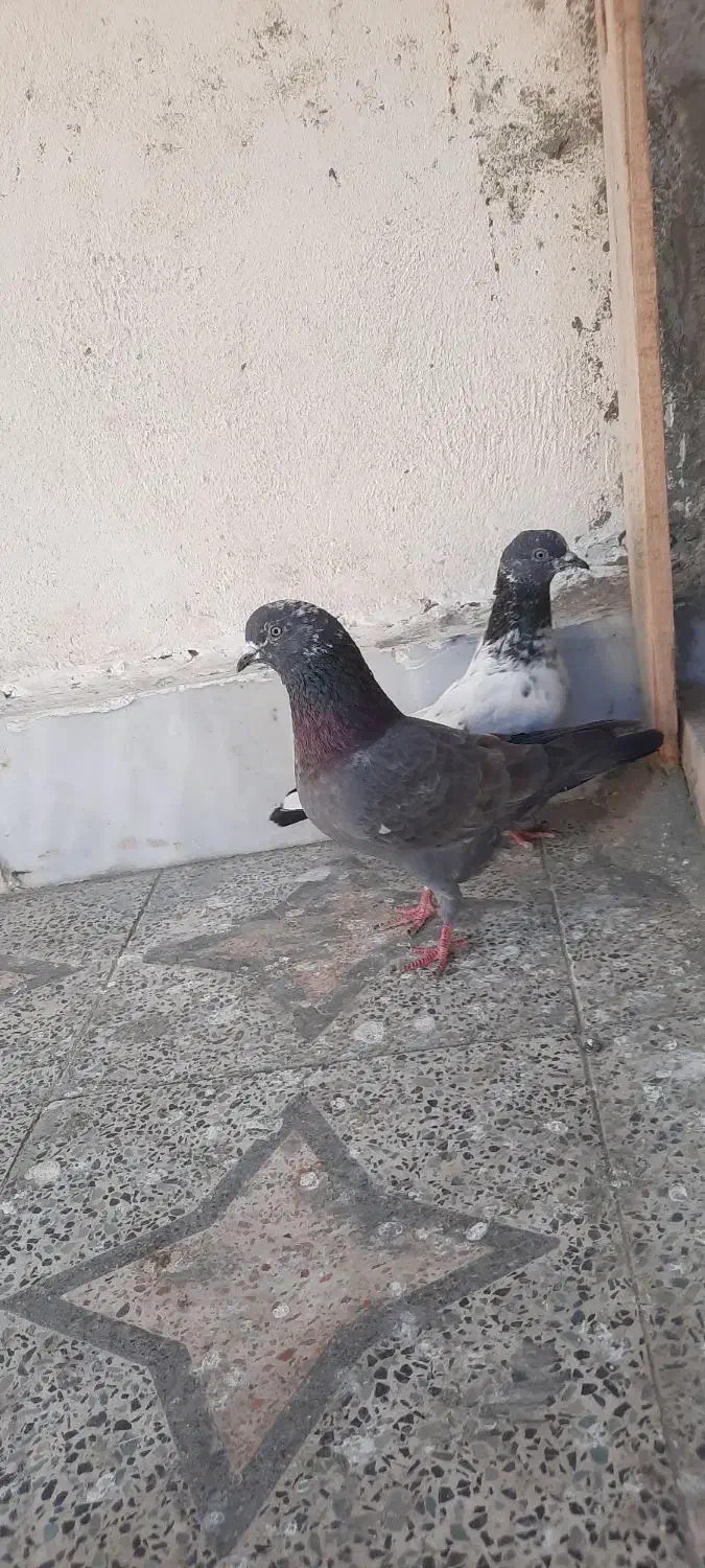 کفتر|پرنده|چابهار, |دیوار