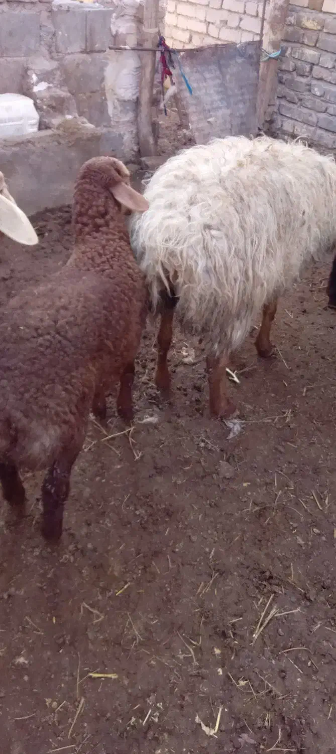 میش داشتی|حیوانات مزرعه|اسفراین, |دیوار