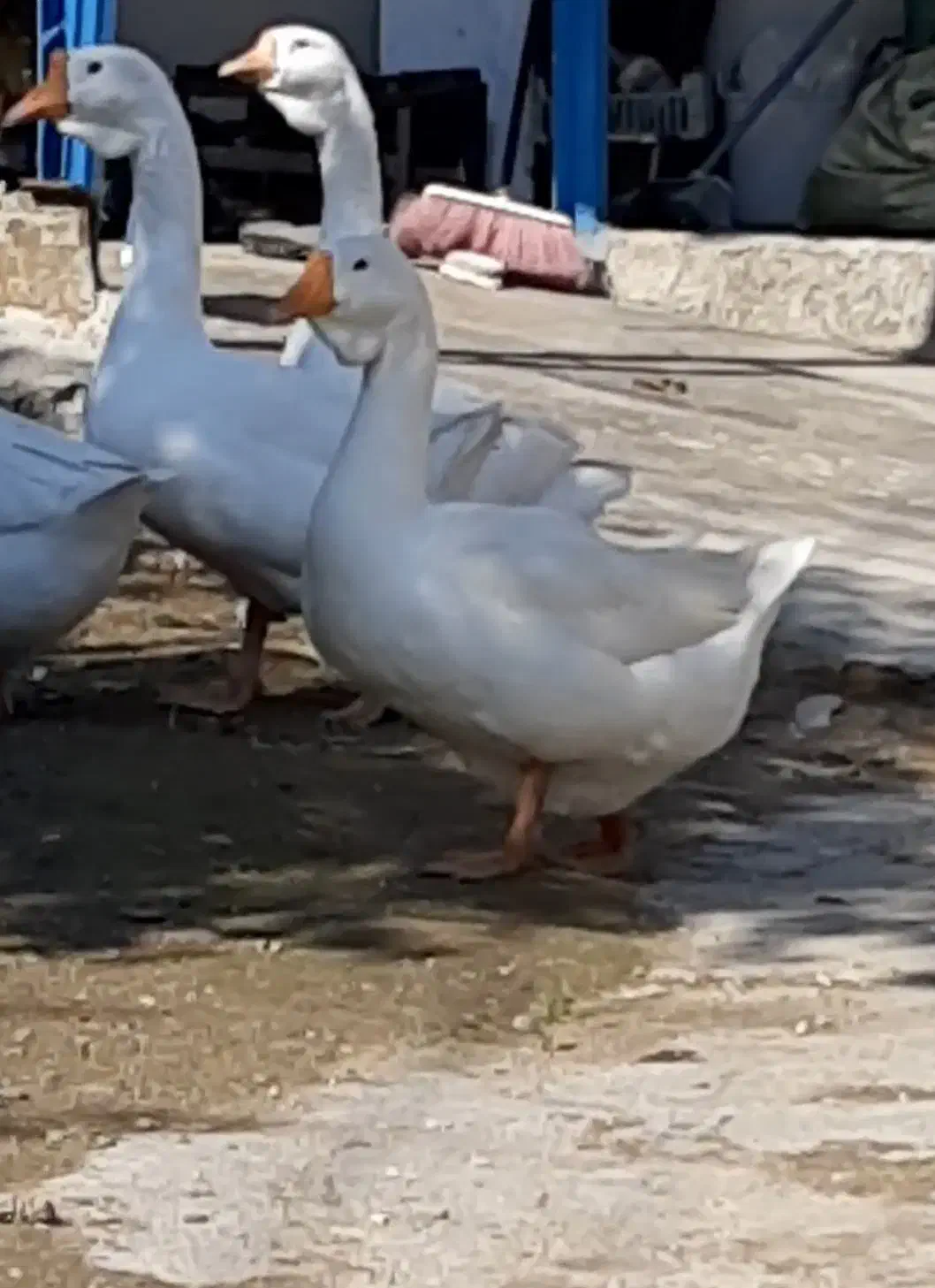 قوغاز اکراینی|حیوانات مزرعه|سورک, |دیوار