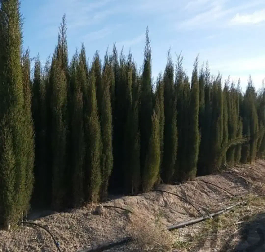 سروناز|گل و گیاه طبیعی|شیراز, دشت چنار|دیوار