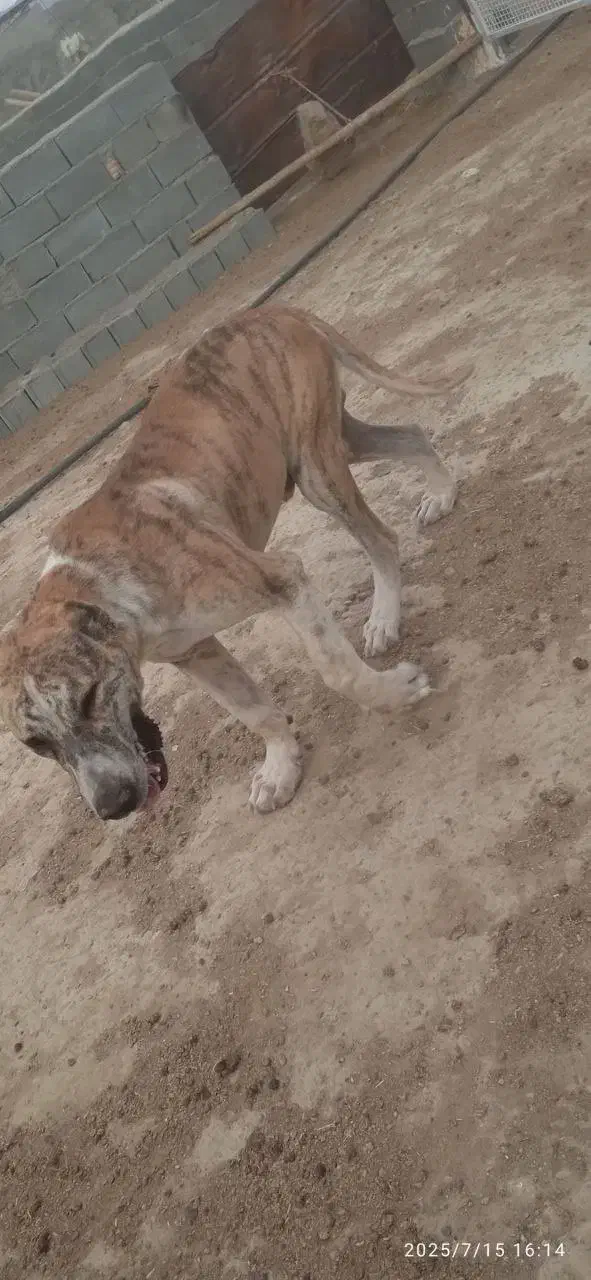 این سگ گم شده|حیوانات|شیروان (خراسان), |دیوار