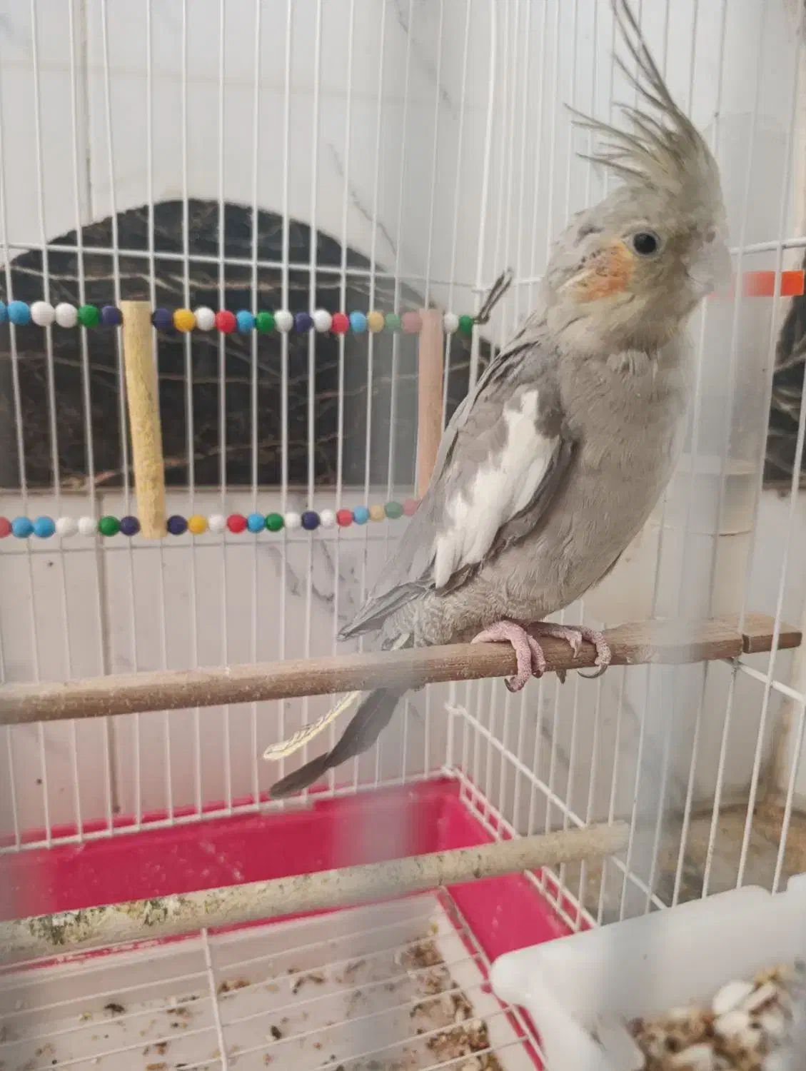 عروس هلندی|پرنده|گتوند, |دیوار