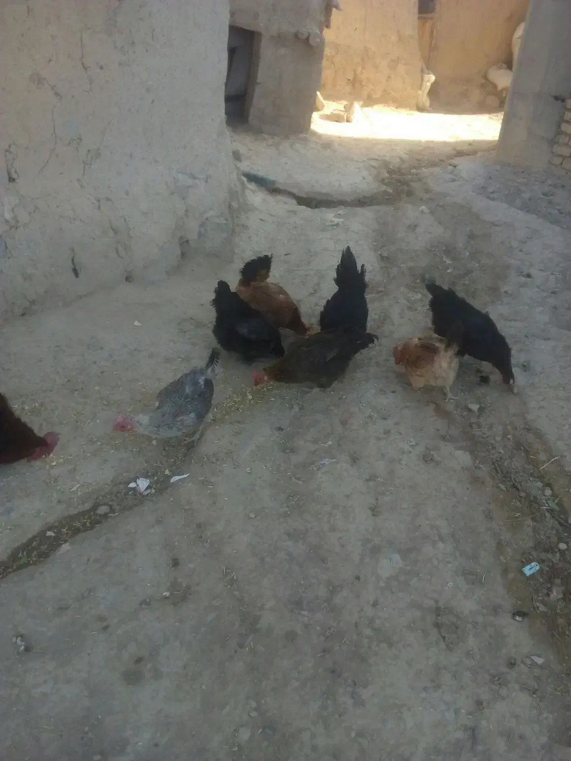 مرغ وخروس|حیوانات مزرعه|بیجار, |دیوار