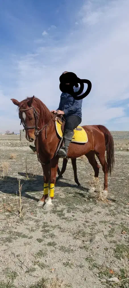 مادیان|اسب و تجهیزات اسب‌سواری|طسوج, |دیوار