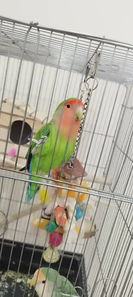 طوطی برزیلی|پرنده|اندیشه, شهرک المهدی|دیوار