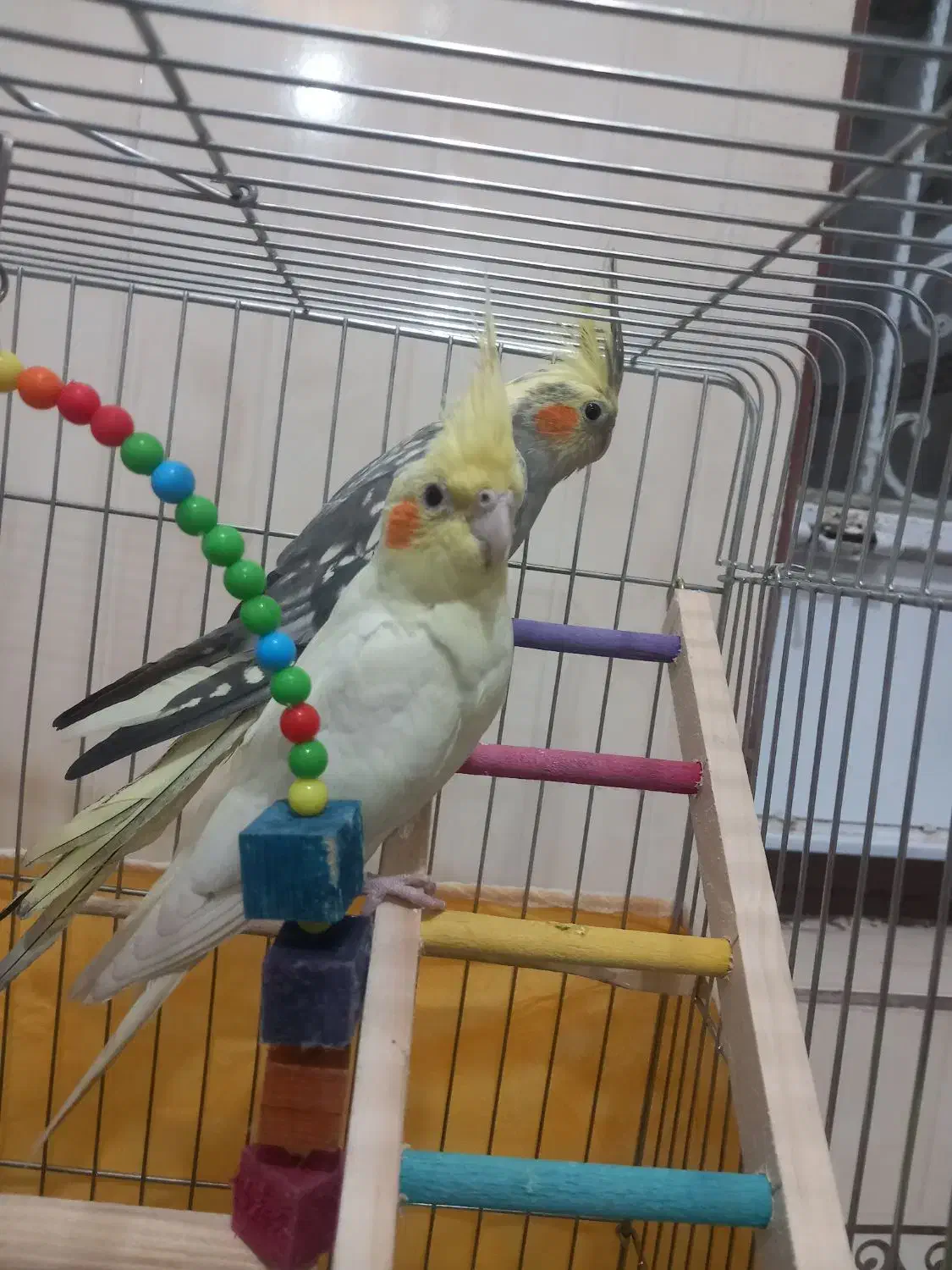 سه عدد عروس هلندی سالم|پرنده|کرمانشاه, |دیوار