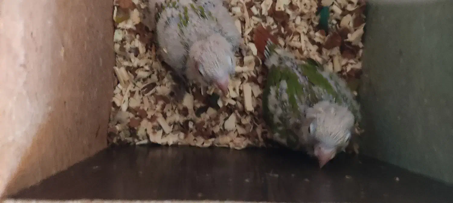 جوجه گیرنچک ۱ماه|پرنده|شاهین‌شهر, شهرک گلدیس|دیوار