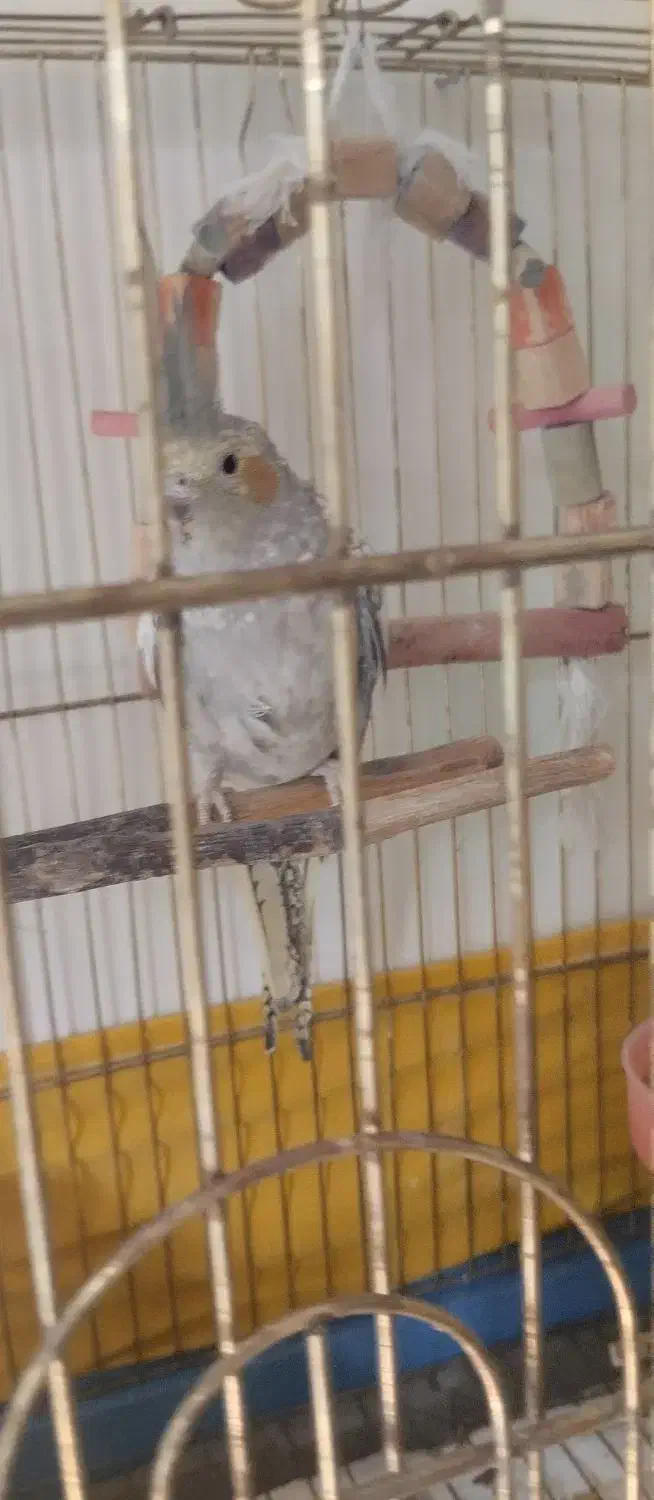 عروس هلندی جفت همراه تخم|پرنده|قدس, شهر‌قدس|دیوار