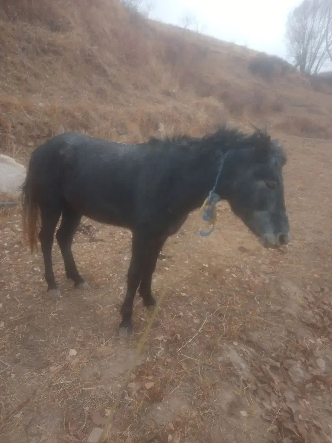 اسب جوان ۴ ساله مادیان تندرو به شرط|اسب و تجهیزات اسبسواری|تبریز, |دیوار