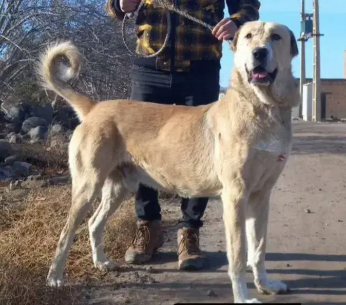 سگ عراقی|سگ|ابهر, |دیوار