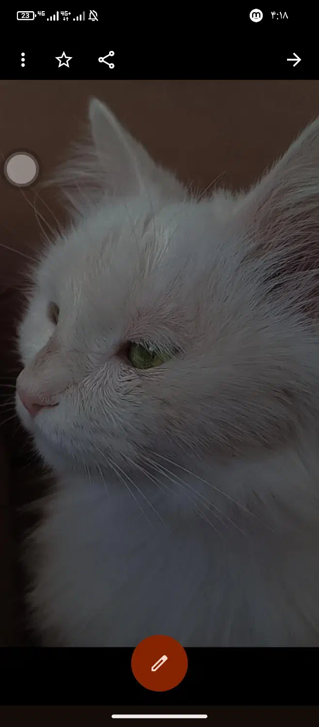 گربه پرشین معاوضه هم دارم|گربه|بم, |دیوار