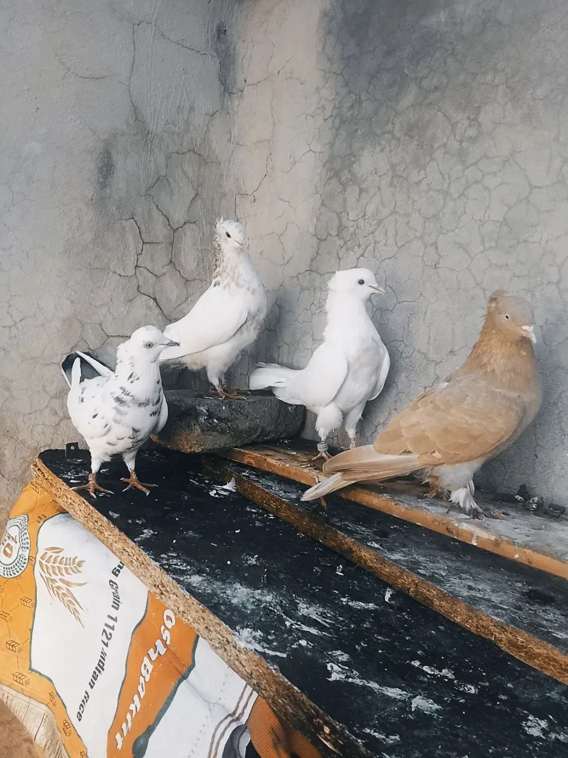 بهترین کبوتر های پرشی اصیل دور زدن بالا ۴ ساعت|پرنده|آبدانان, |دیوار