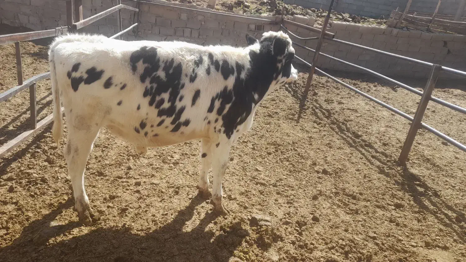 فروش گوساله نر|حیوانات مزرعه|جونقان, |دیوار