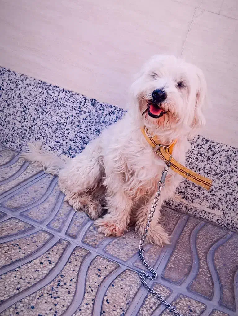 سگ خونگی شیتزو معاوضه با کبوتر|سگ|شیراز, دروازه قران|دیوار