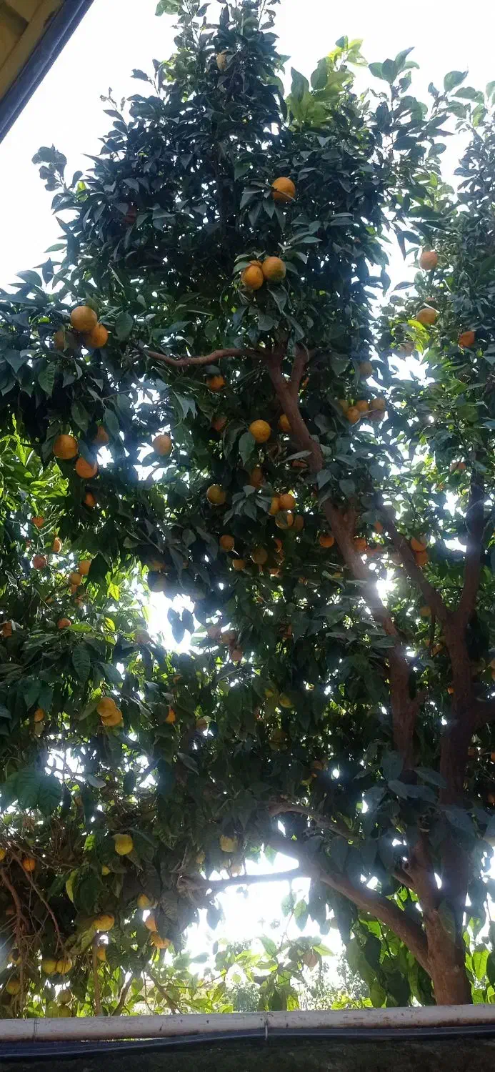 نارنج|خوردنی و آشامیدنی|دابودشت, |دیوار