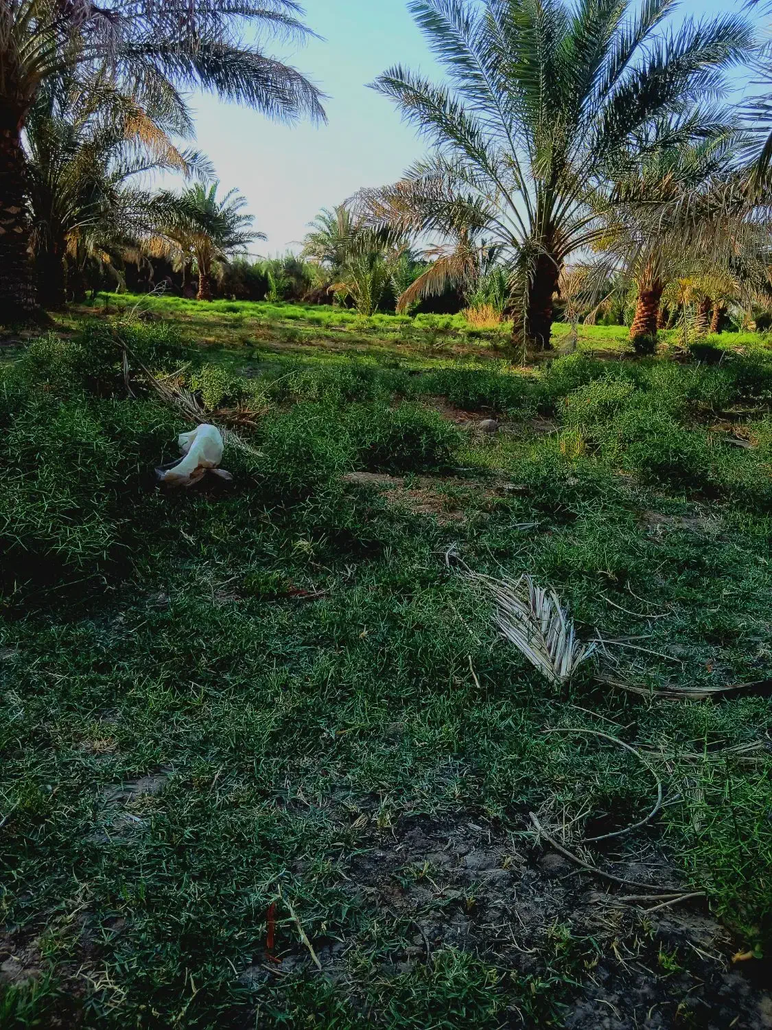 باغبان|خدمات باغبانی و درختکاری|میرجاوه, |دیوار