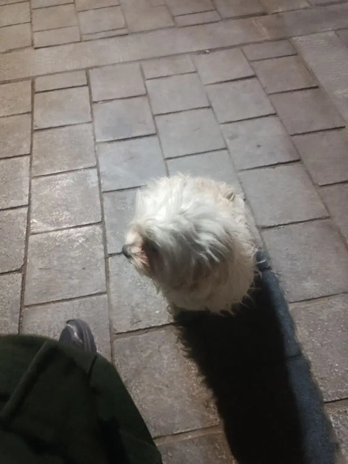 سگ خانگی|سگ|تهران, نیروی هوایی (پیروزی)|دیوار