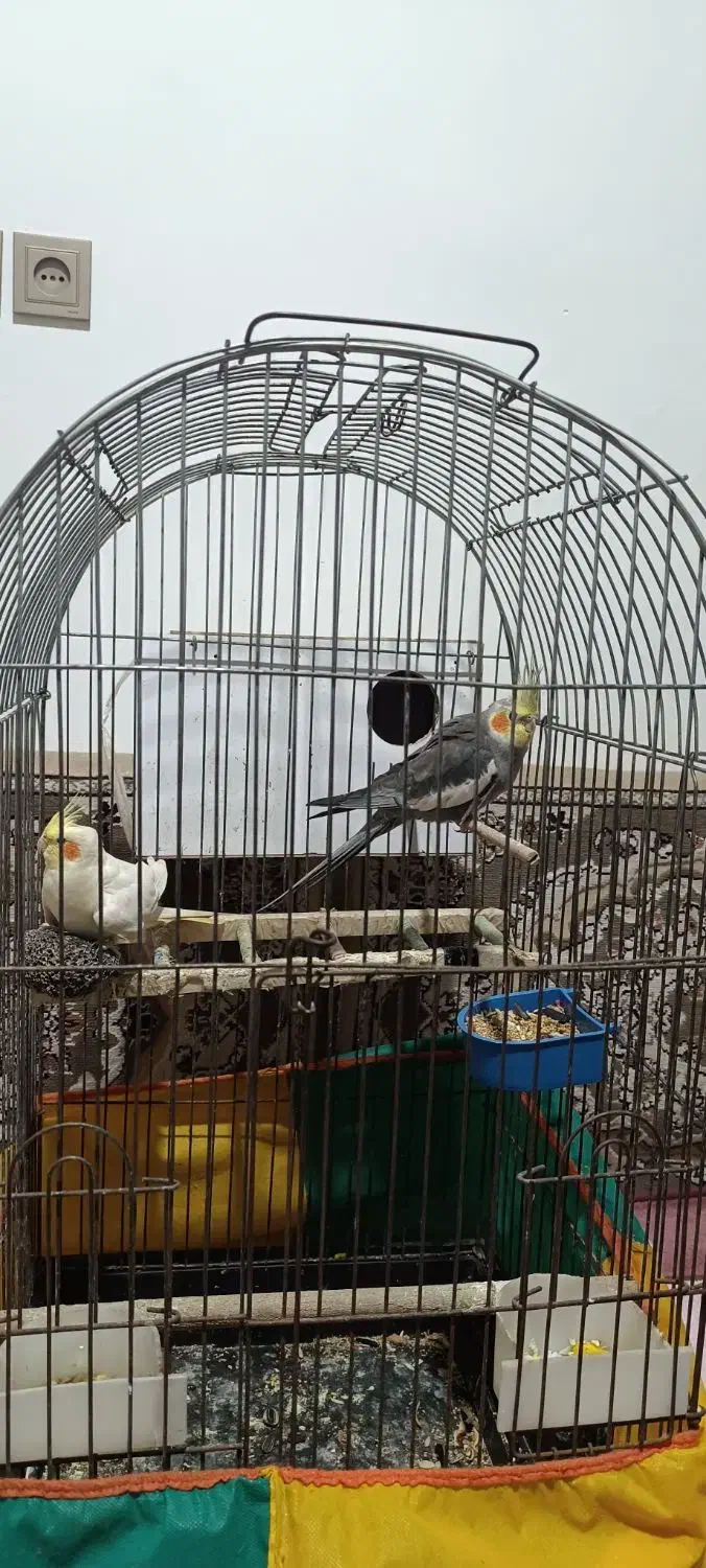 عروس هلندی|پرنده|رامسر, |دیوار