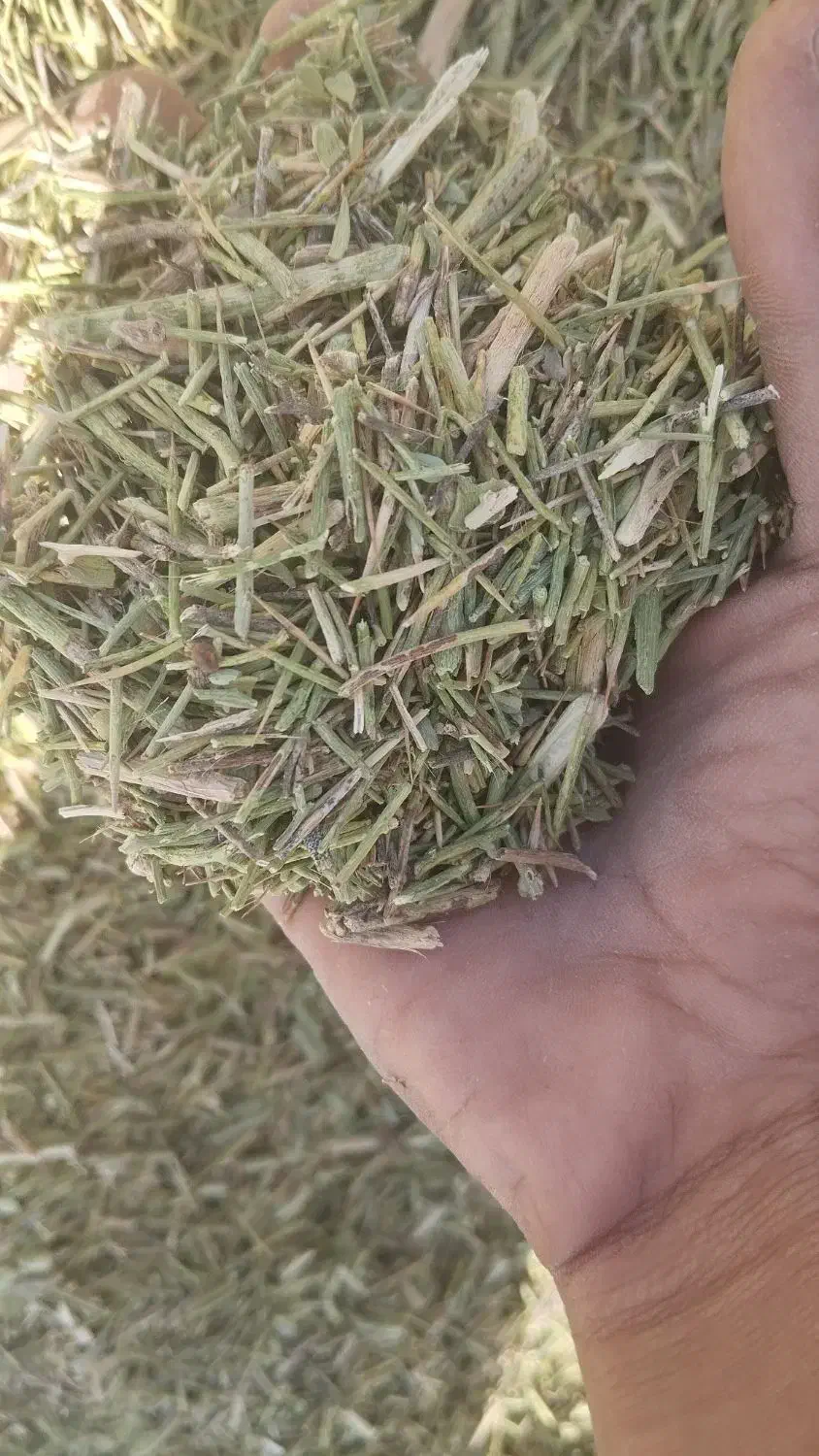 خارشتر‌ کیلو 12|حیوانات مزرعه|عطاملک, |دیوار