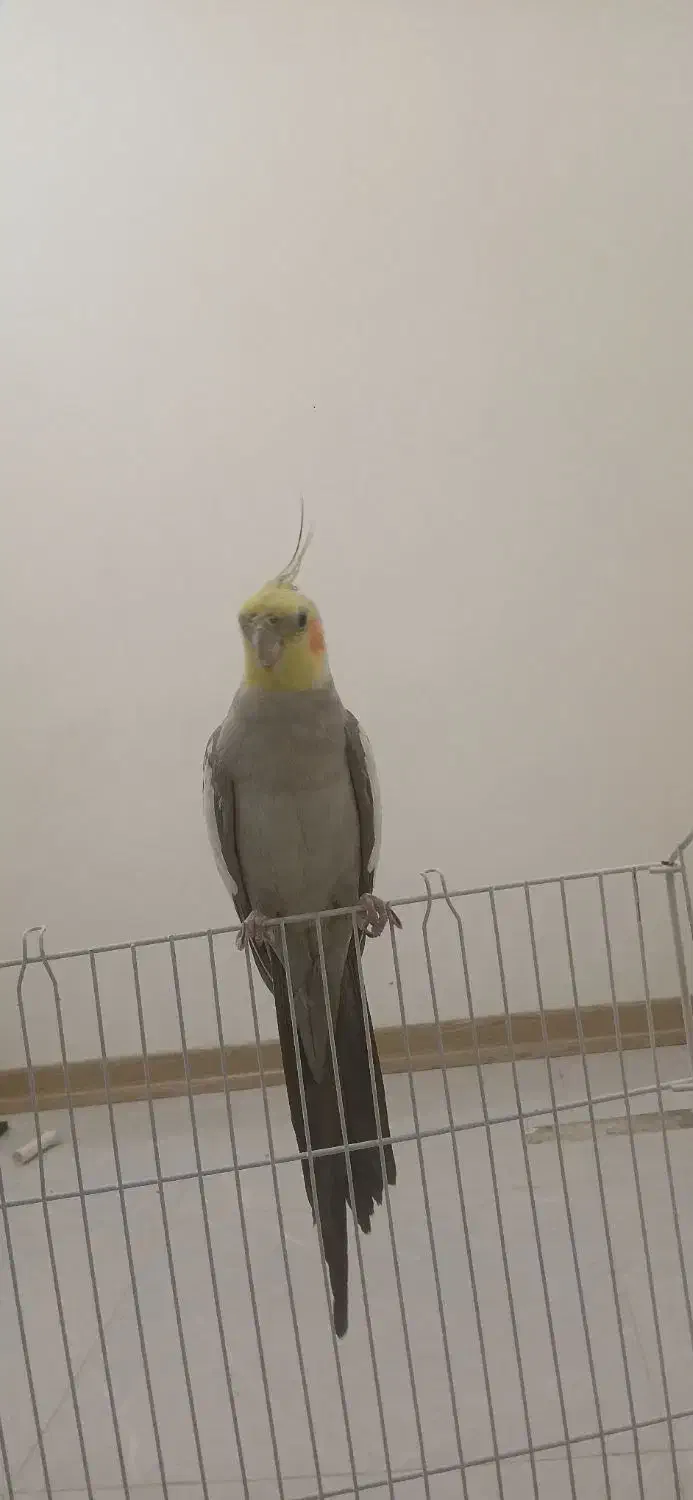 عروس هلندی|پرنده|شهریار, شهرک امیریه|دیوار