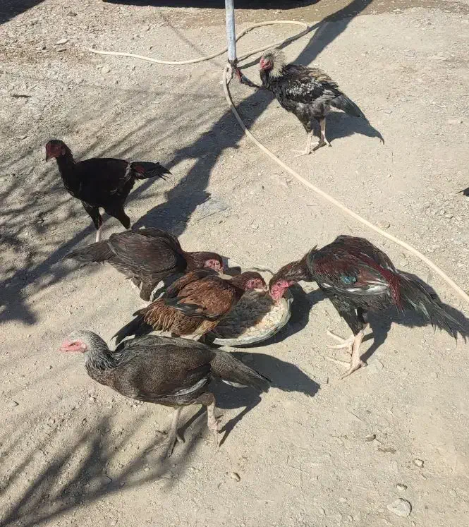 مرغ و خروس اصیل نژاد دار|حیوانات مزرعه|سراوان, |دیوار