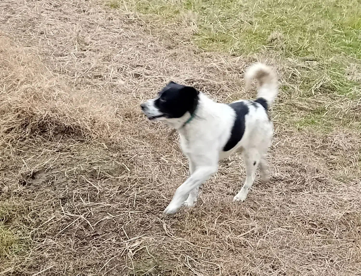 سگ گمشده|حیوانات|رودسر, |دیوار