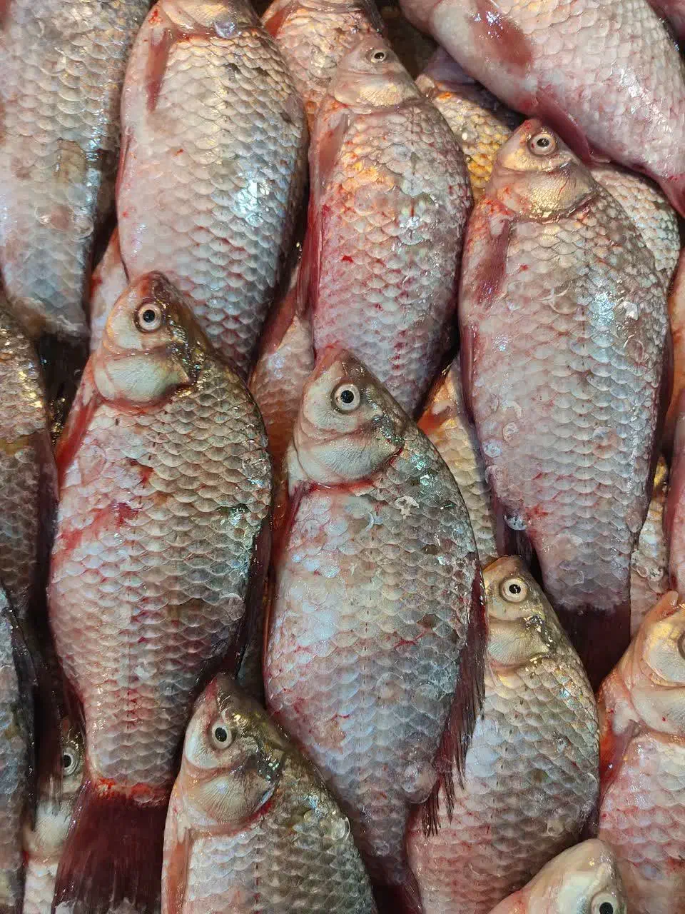 ماهی کپور|ماهی|مشهد, کوشش|دیوار