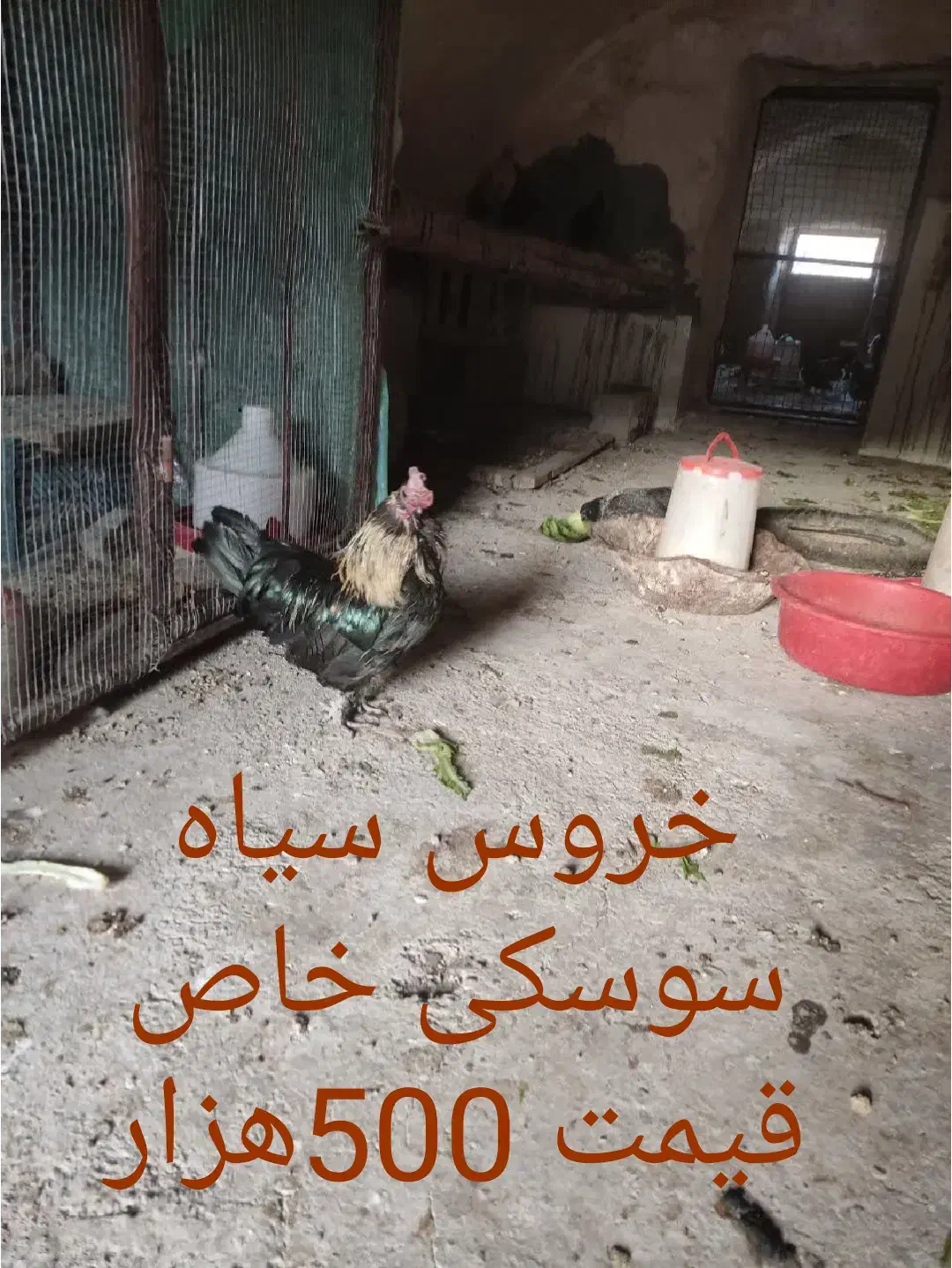خروس چینی مینیاتوری|حیوانات مزرعه|یزد, |دیوار