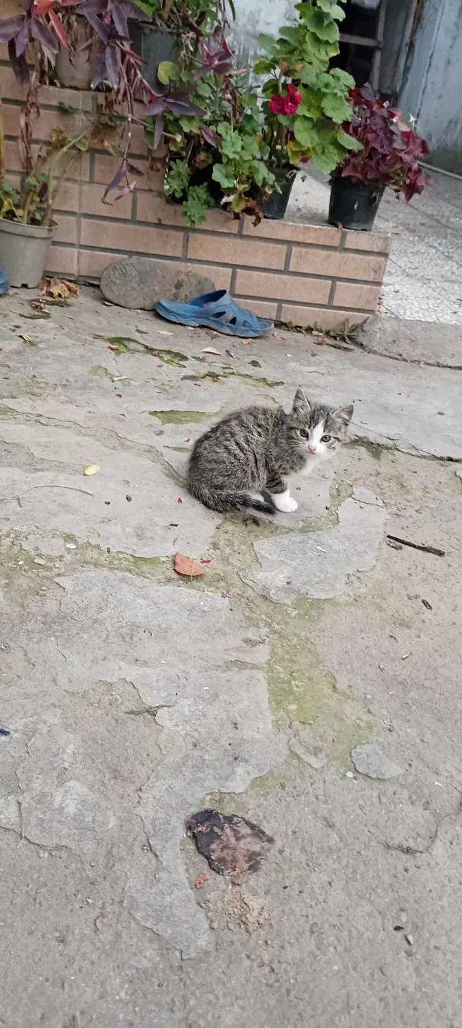 واگزاری رایگان  گربه|گربه|بابل, |دیوار