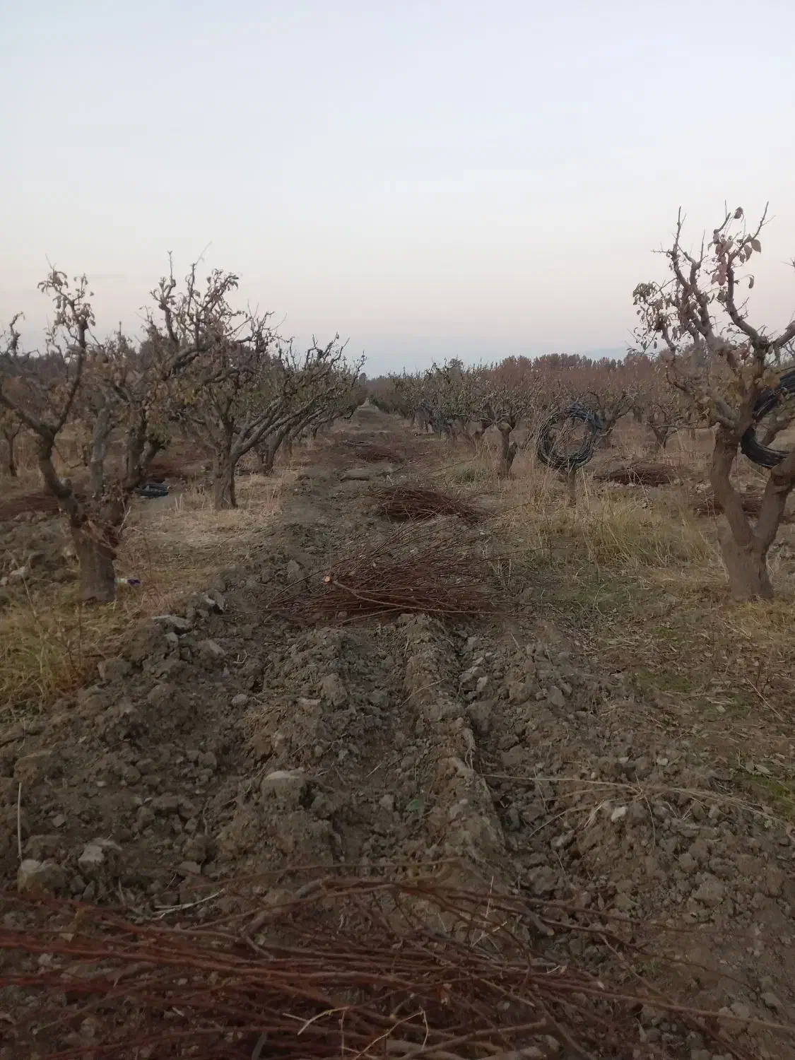 کنده وچوپ هرس فروشی|عمدهفروشی|هشتگرد, شهرک اقدسیه|دیوار