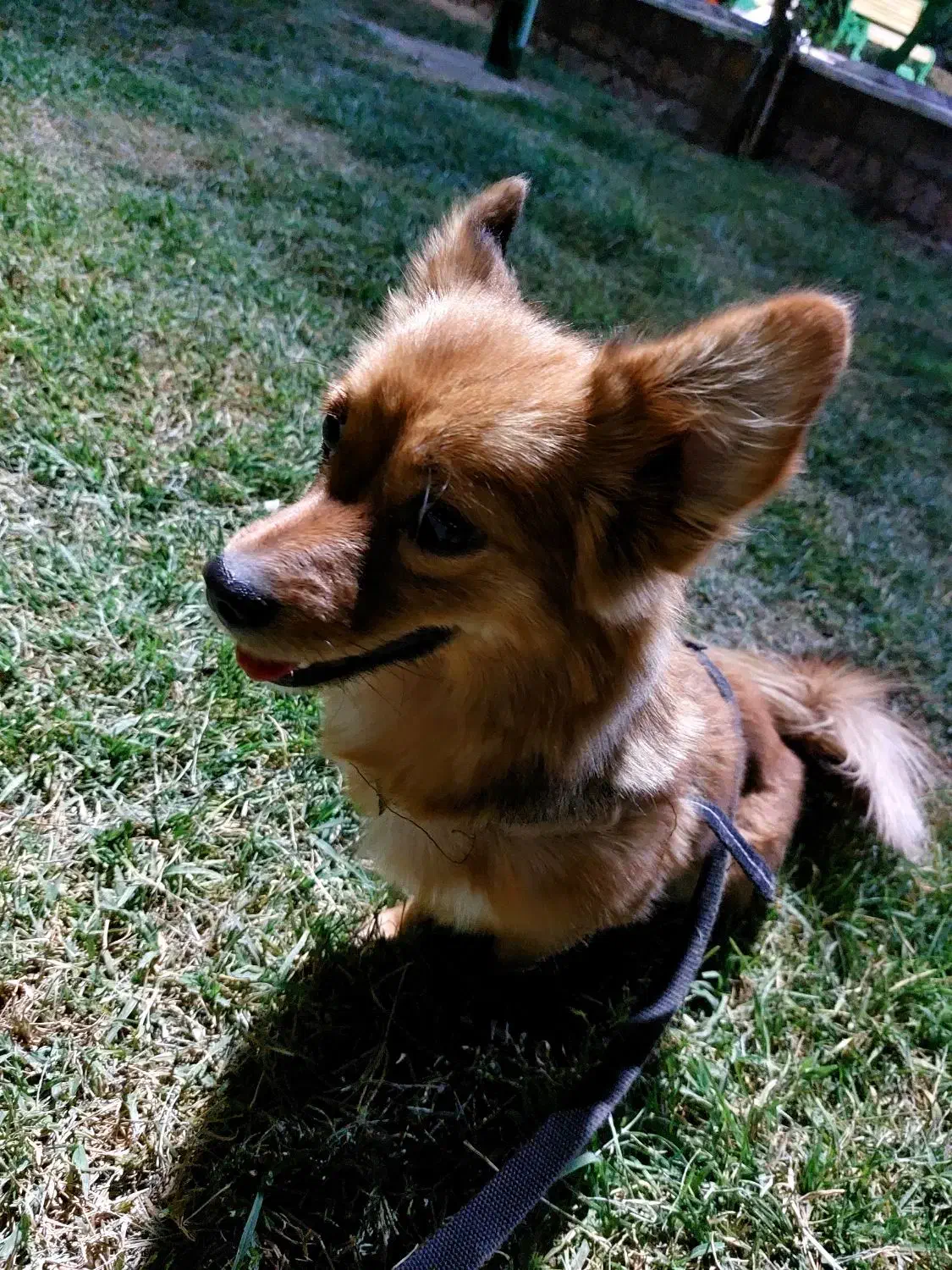 سگ اشپیتز روباهی گمشده،|سگ|کرمانشاه, |دیوار