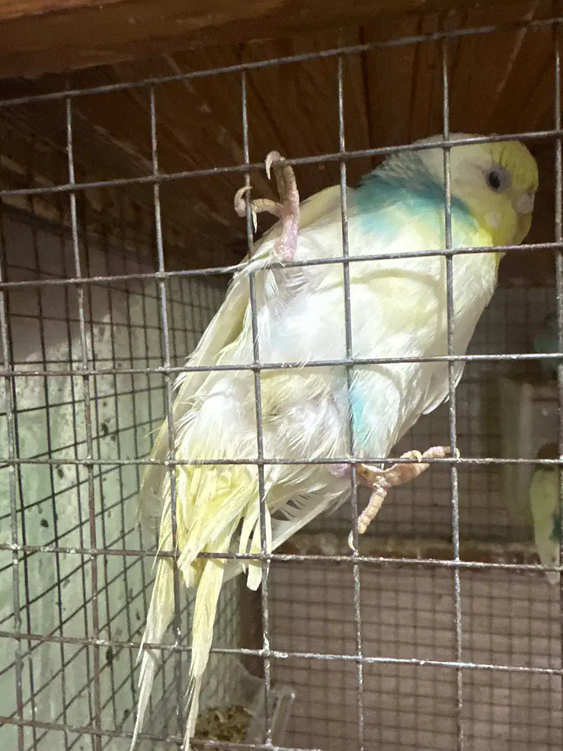 مرغ عشق|پرنده|رشت, پیرکلاچای|دیوار