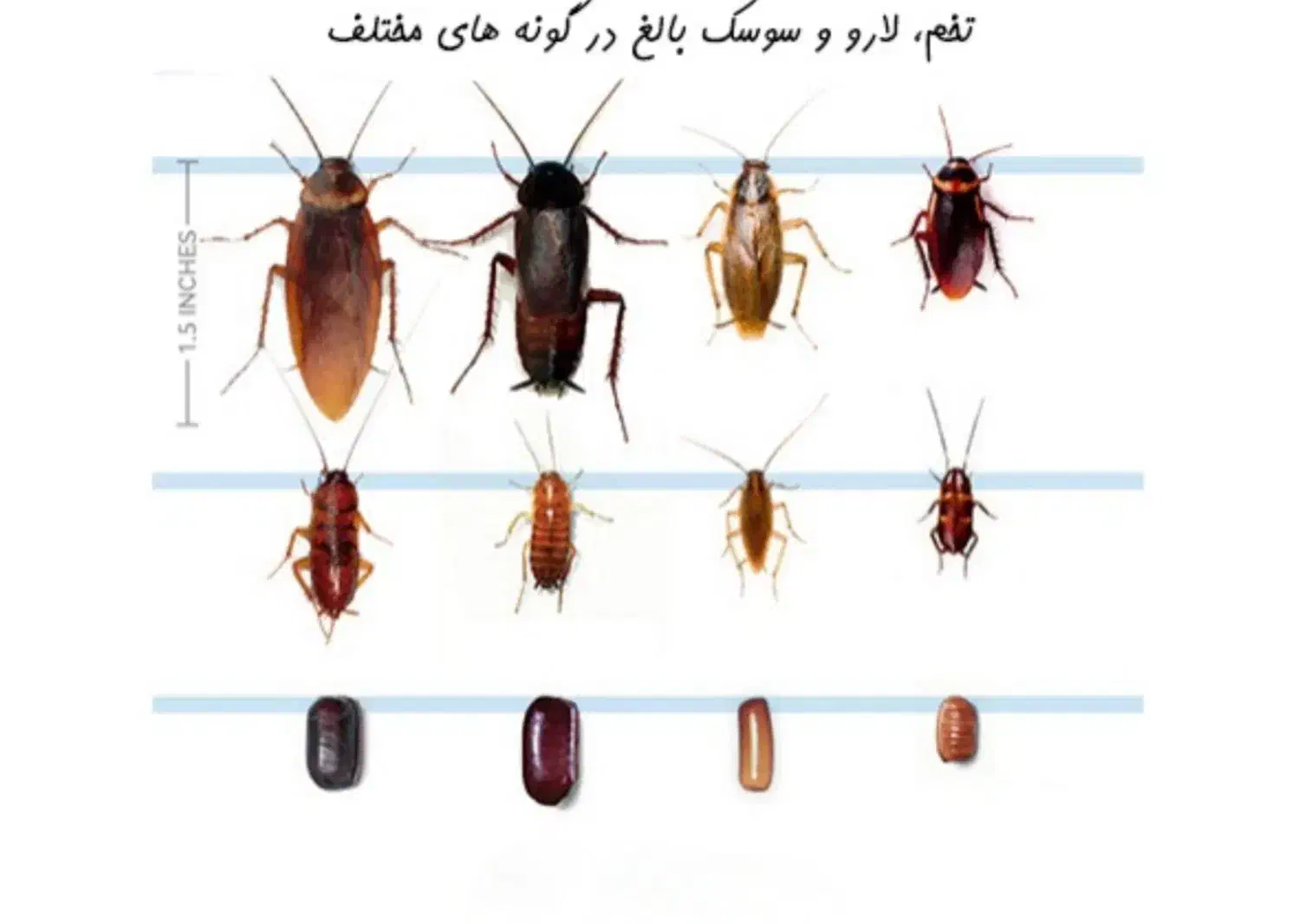 سمپاشی تضمینی یکساله سوسک ساس کنه موش کک(سم پاشی)|خدمات نظافت|ری, دولتآباد|دیوار