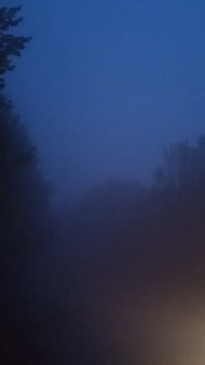 یک سگ گمشده|سگ|شاهرود, |دیوار