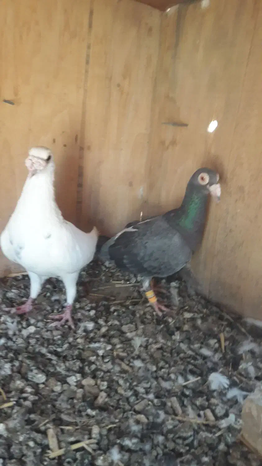 کبوتریاپرنده|پرنده|کاشمر, |دیوار