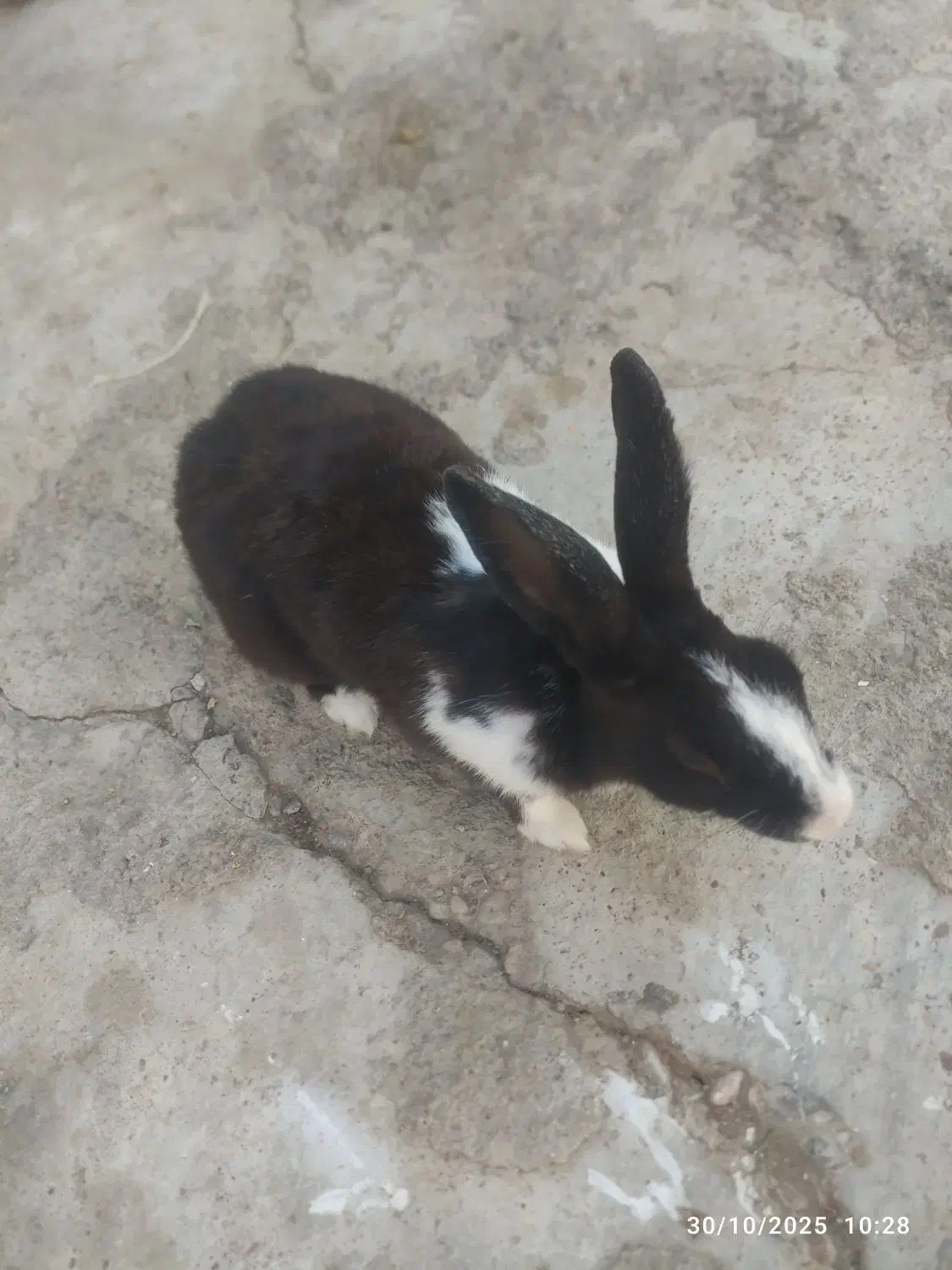 باهوش است|موش و خرگوش|مسجد سلیمان, |دیوار