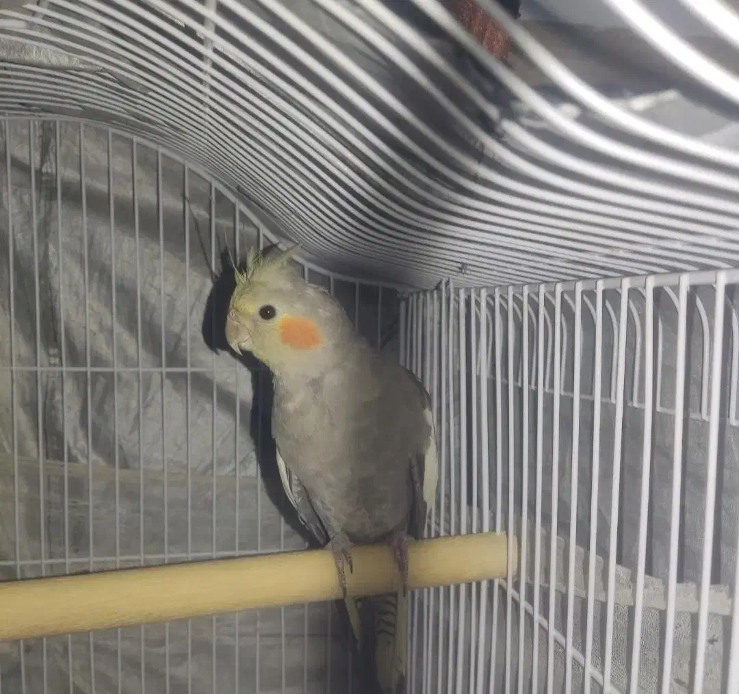 پرنده زیبا|پرنده|بانه, |دیوار