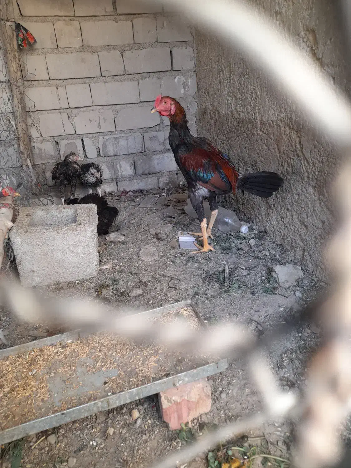 فروش خروس خوب سرحال|پرنده|ایرانشهر, |دیوار