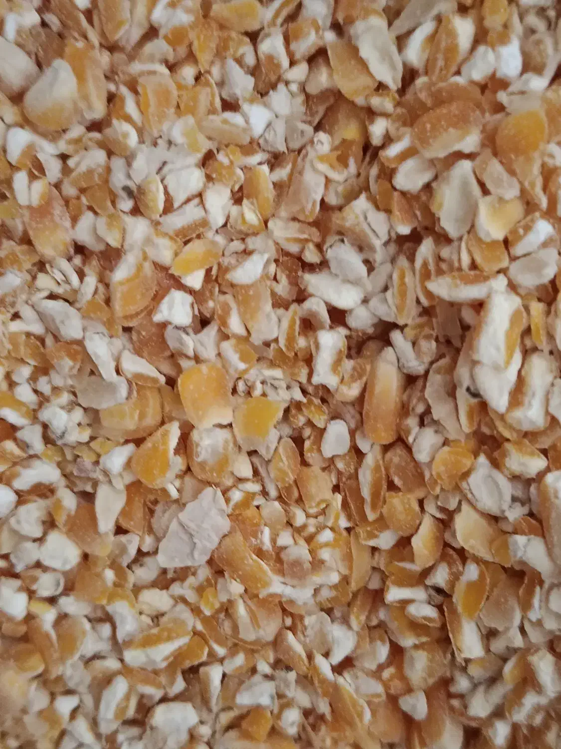 ذرت|عمده‌فروشی|مشهد, امین آباد|دیوار