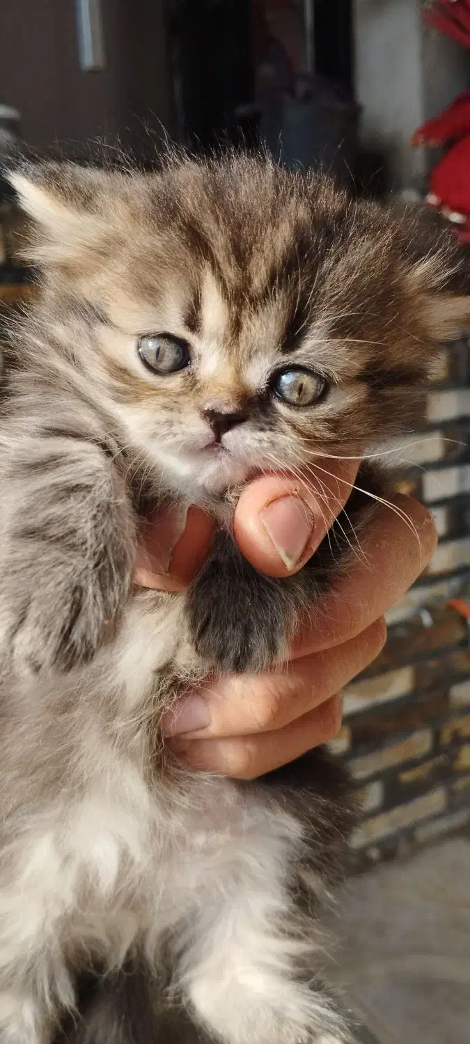 بچه گربه برتیش.اسکاتیش.فلت|گربه|میانه, |دیوار