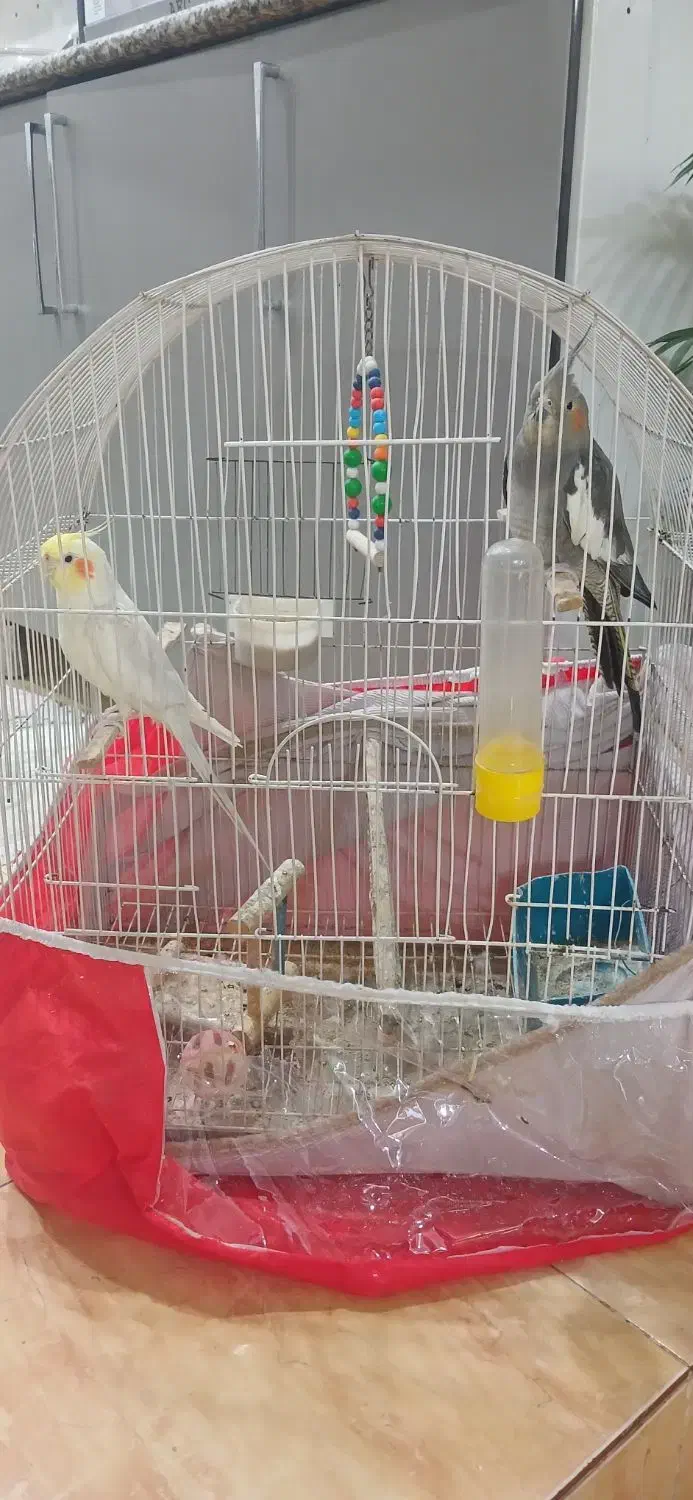 طوطی عروس سخنگو سالم وسرحال|پرنده|قائم‌شهر, |دیوار