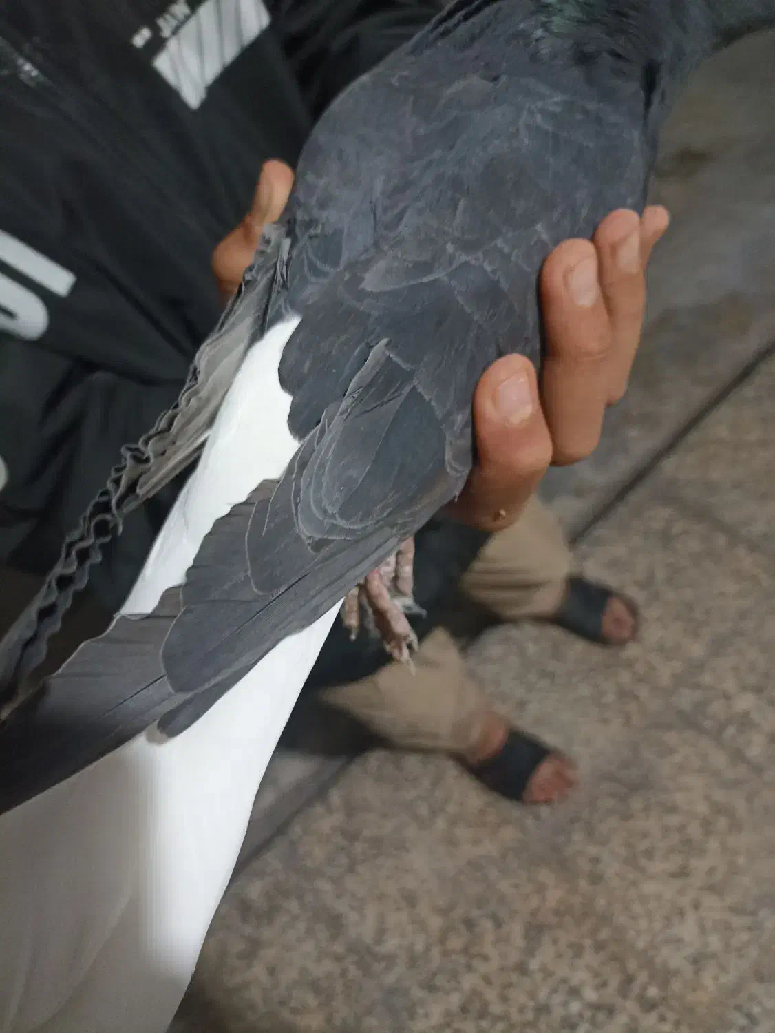 یک عدد سیاه دمسفید.معاوضه دارم|پرنده|دهدشت, |دیوار