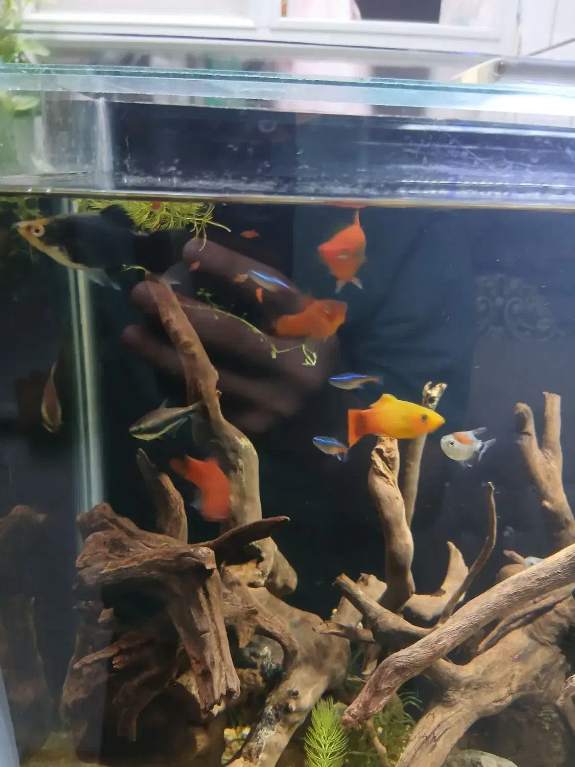 پلاتی|ماهی|خرمدره, |دیوار