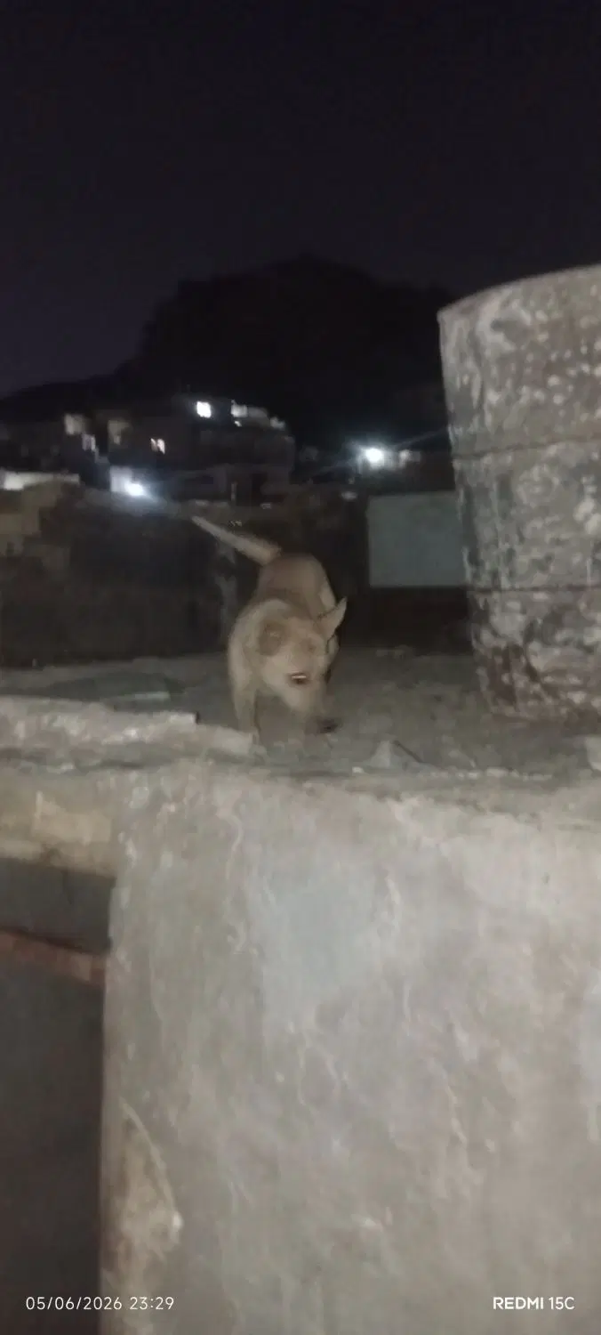 سگ ماده|سگ|زاهدان, |دیوار