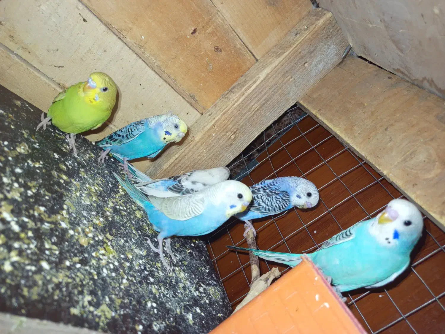 فروش مرغ عشق|پرنده|قشم, |دیوار