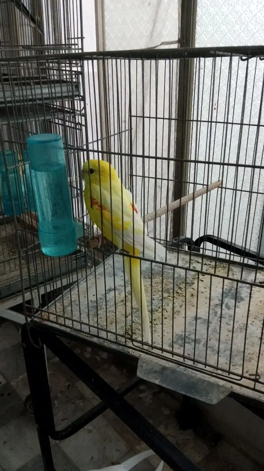 طوطی آوازه خوان|پرنده|قم, انصار‌الحسین|دیوار