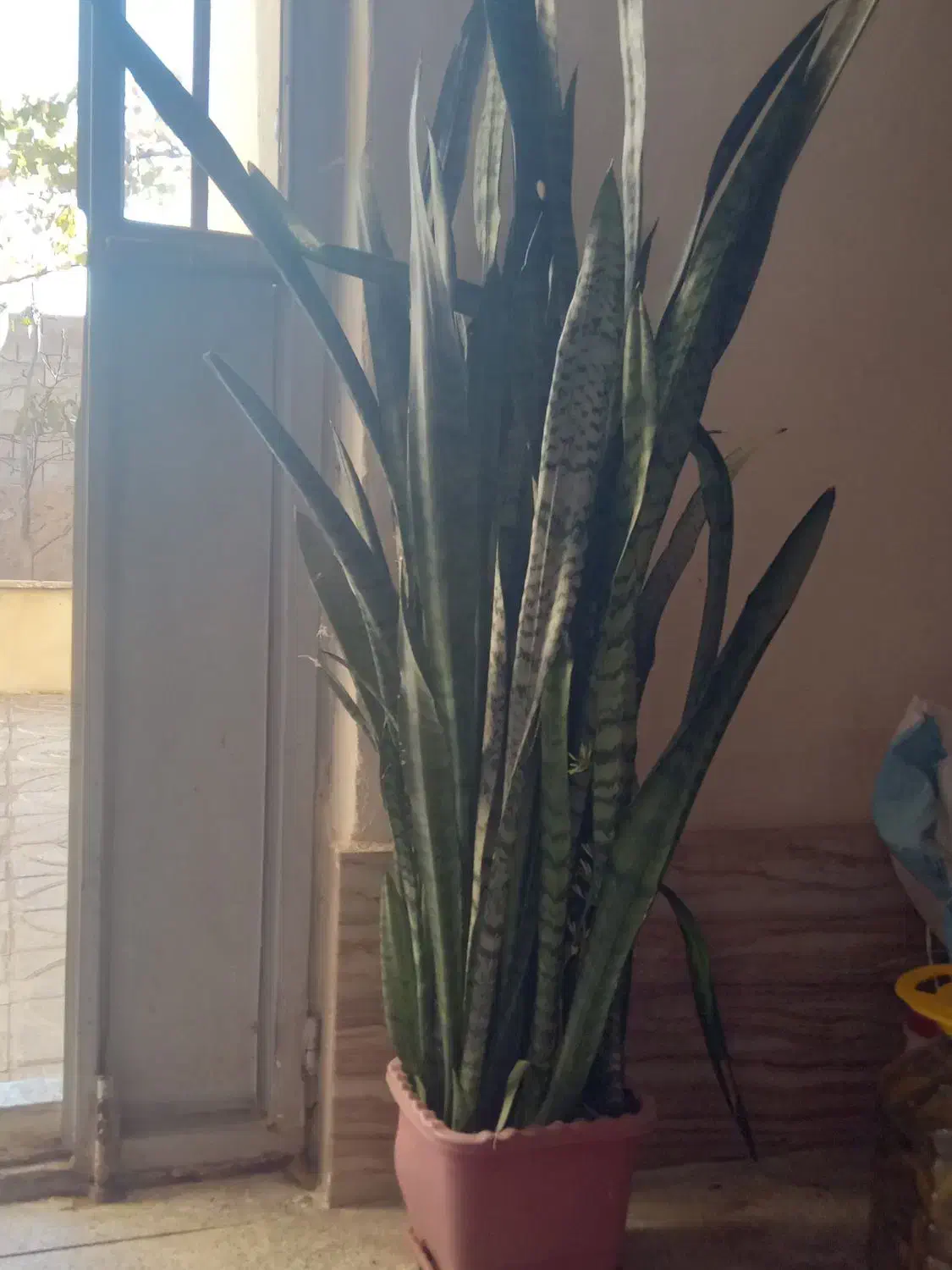 گل خانگی|گل و گیاه طبیعی|مشگین شهر, |دیوار