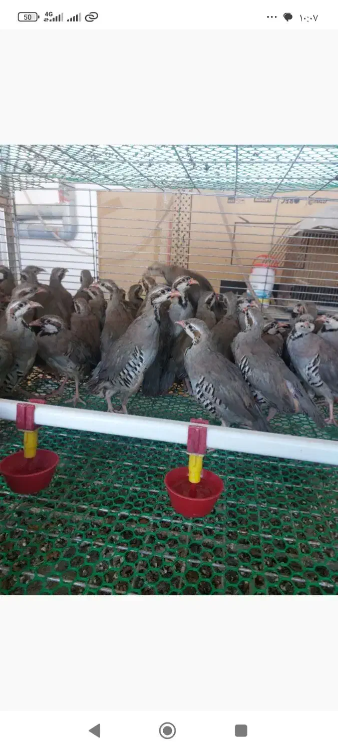 مرغ محلی|پرنده|چهاربرج, |دیوار