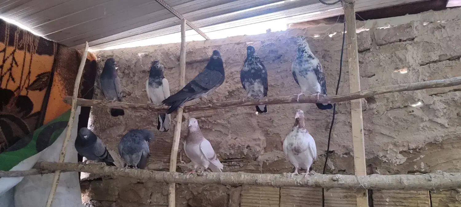 ۲۰ عدد کفتر سالم|پرنده|مشکین‌دشت, |دیوار