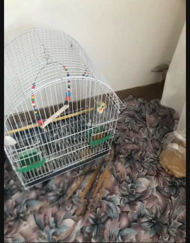 عروس هلندی سخنگو|پرنده|تبریز, |دیوار